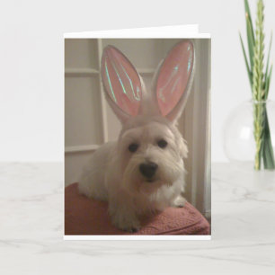 Westhighland Bunny Karte