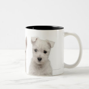 Westhochland-Terrier-Welpen (7 Wochen alt) Zweifarbige Tasse