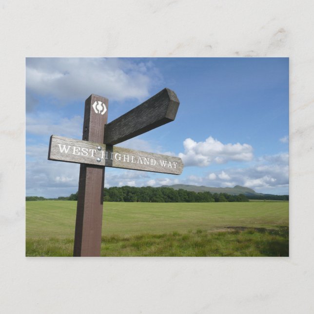 Westhochland-Weisen-Zeichen-Postkarte Postkarte (Vorderseite)