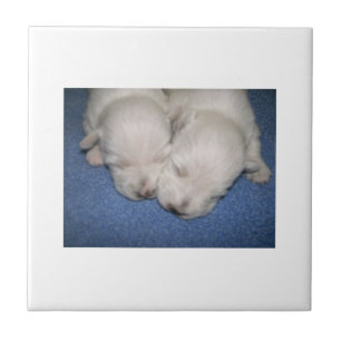 Westhochland-weißes Terrier-Welpen-Fliese Fliese
