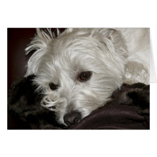 Westie
