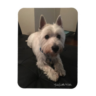 Westie 3"x4" Foto Magnet