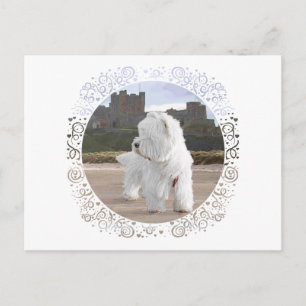 Westie auf Bamburgh Castle Postkarte
