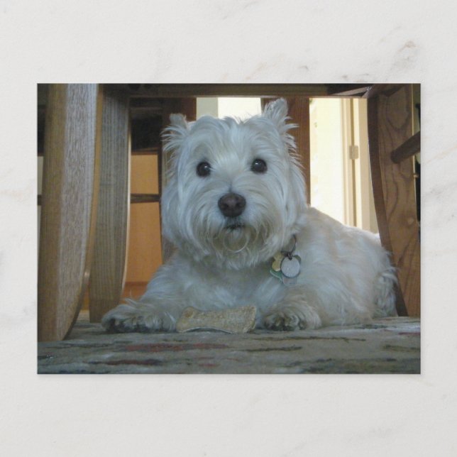Westie avec carte postale photo Dog Bone (Devant)