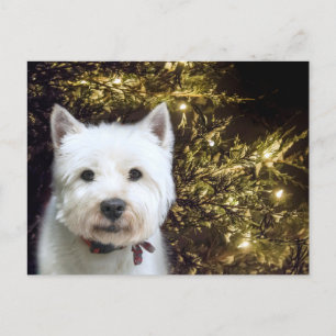 Westie Christmas Feiertagspostkarte