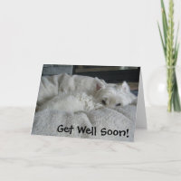 Westie erhalten wohle bald Foto-Gruß-Karte