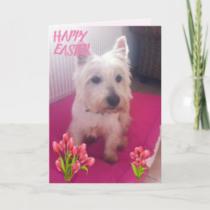 Westie fröhliche Ostern 3 Feiertagskarte