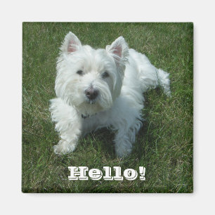 Westie hallo Foto-Magnet Magnet