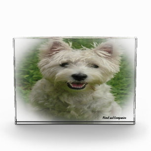 Westie Hund. Fotoblock