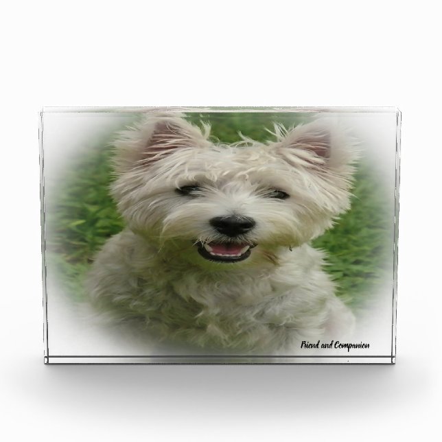 Westie Hund. Fotoblock (Vorderseite)