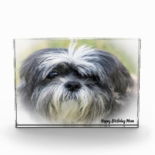 Westie Hund. Fotoblock