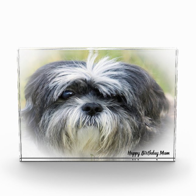 Westie Hund. Fotoblock (Vorderseite)