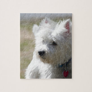 Westie im Frühjahr