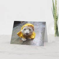 Westie im gelben Regen-Mac!