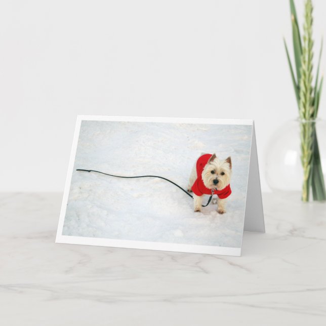 westie im roten Mantel Feiertagskarte (Vorderseite)