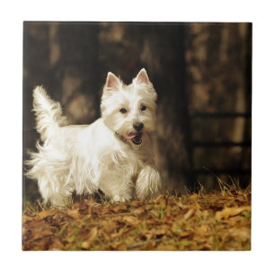 Westie in Bewegung Fliese