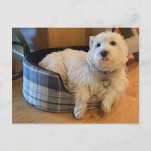 Westie in Doggie Bed Photo carte postale