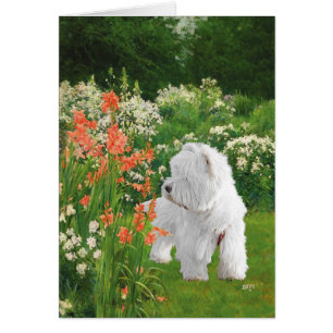Westie in the Garden