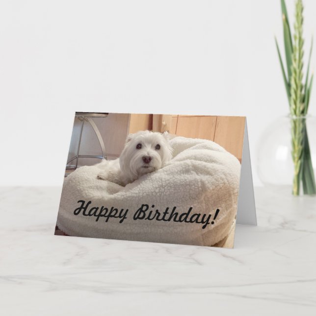 Westie mignon dans la carte de joyeux anniversaire (Devant)