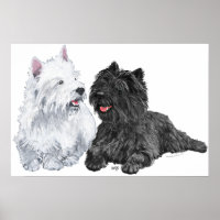 Westie mit einem Black Cairn Terrier