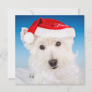 Westie mit Weihnachtsmannmütze und Bart Feiertagskarte