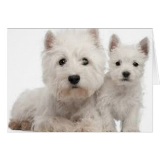 Westie Mother und Puppy