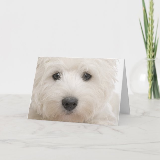 Westie Nahaufnahme Karte (Vorderseite)