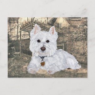 Westie-Postkarte Postkarte