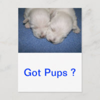 Westie Pups Schlafen