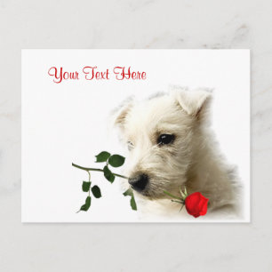 Westie Red Rose Valentine Design Feiertagspostkarte