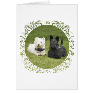 Westie & Scottie Grüner Rasen