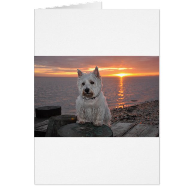 Westie Sunset (Vorne)