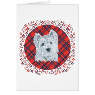 Westie sur Tartan