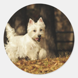 Westie unterwegs runder aufkleber