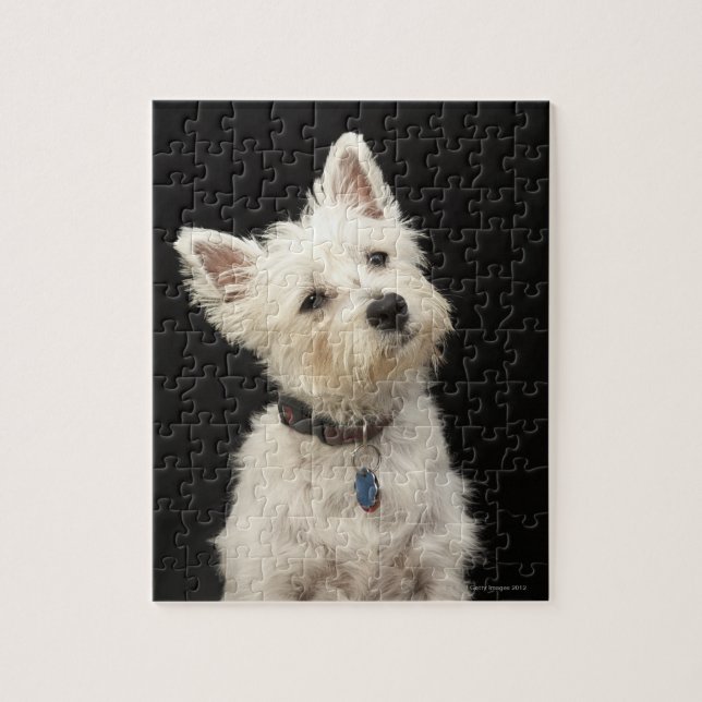 Westie (West Highland Terrier) mit Kragen (Vertikal)