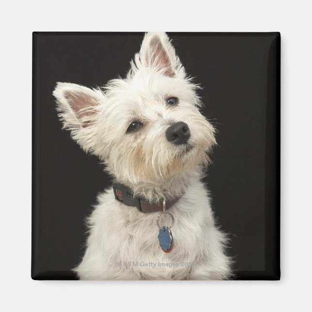 Westie (West Highland Terrier) mit Kragen Magnet (Vorne)