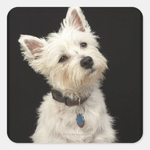Westie (West Highland Terrier) mit Kragen Quadratischer Aufkleber