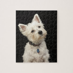 Westie (Westhochlandterrier) mit Kragen