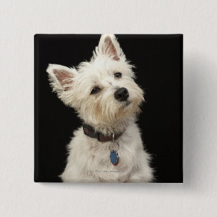 Westie (Westhochlandterrier) mit Kragen Button