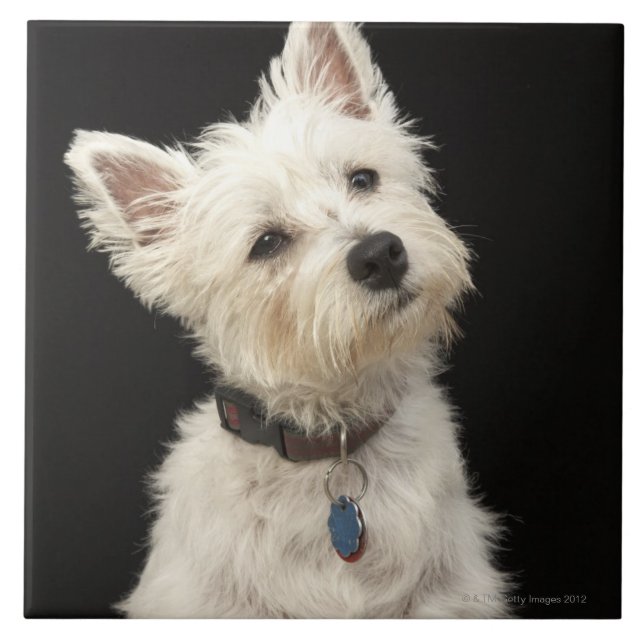 Westie (Westhochlandterrier) mit Kragen Fliese (Vorderseite)