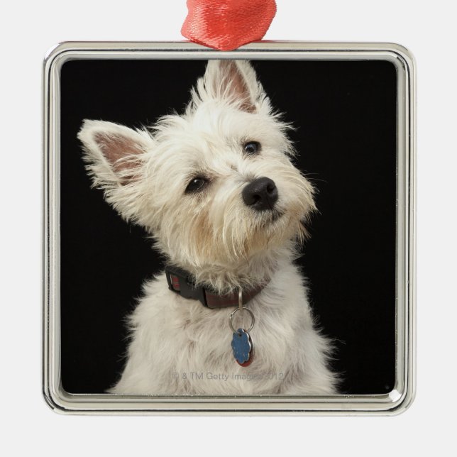 Westie (Westhochlandterrier) mit Kragen Ornament Aus Metall (Vorne)