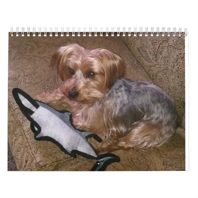 Westie/Yorkie créatif calendrier de 12 mois (Protection)