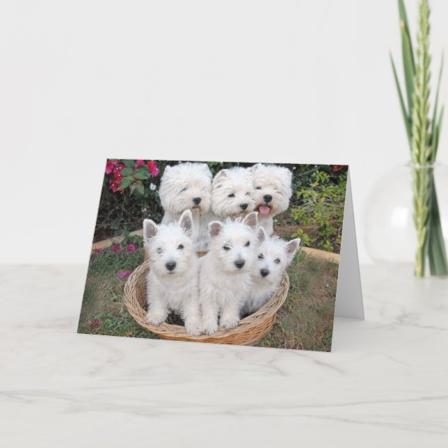 Westies in einem Korb Karte (Vorderseite)