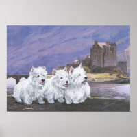 Westies in Schottland
