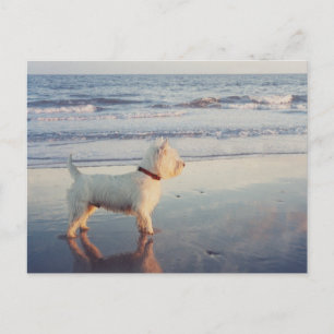 Westies und der Ozean Postkarte