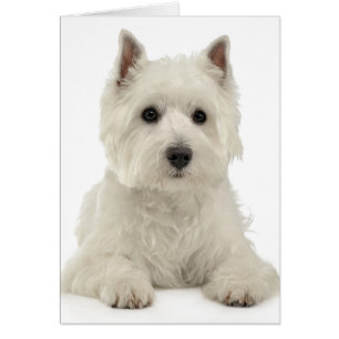 Westin de Chien Chien Coquelicot de White West Hig