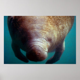 Westindische (Florida) Manatee-Unterwasser Poster