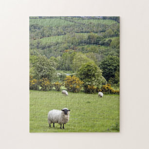 Westirland, Dingle-Halbinsel