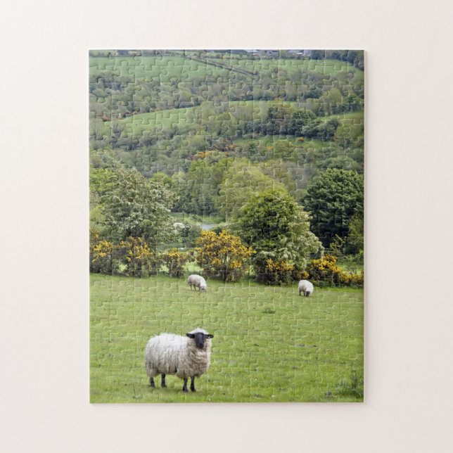 Westirland, Dingle-Halbinsel (Vertikal)