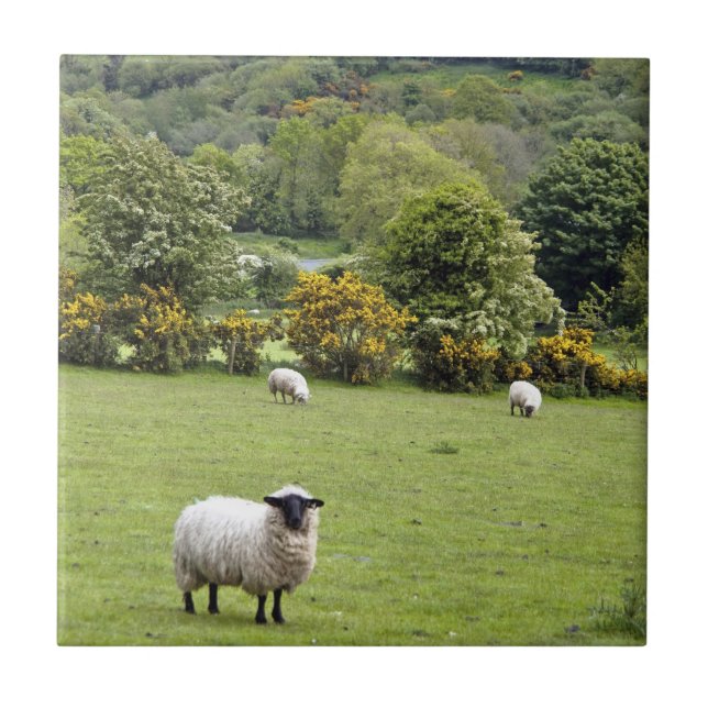 Westirland, Dingle-Halbinsel Fliese (Vorderseite)